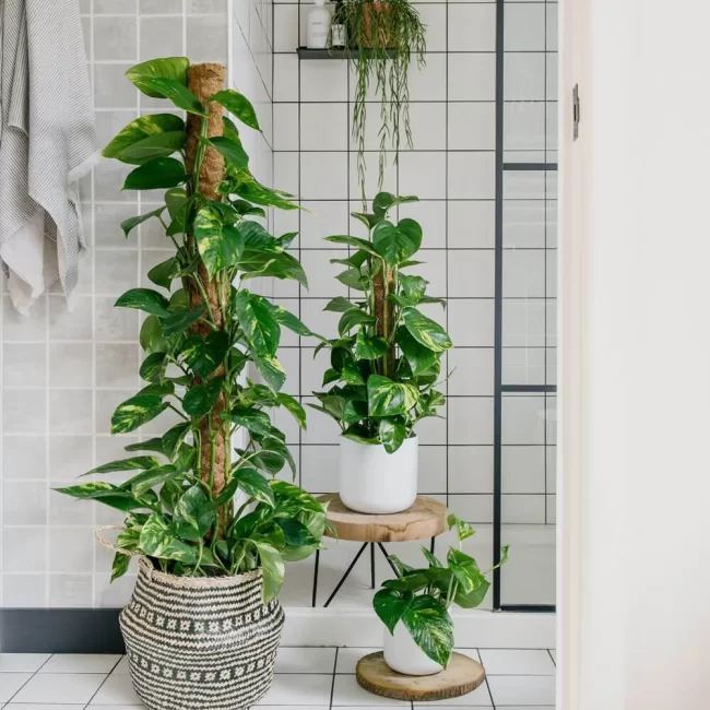 Davil’S IVY – Pothos