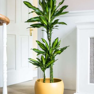 Dracaena