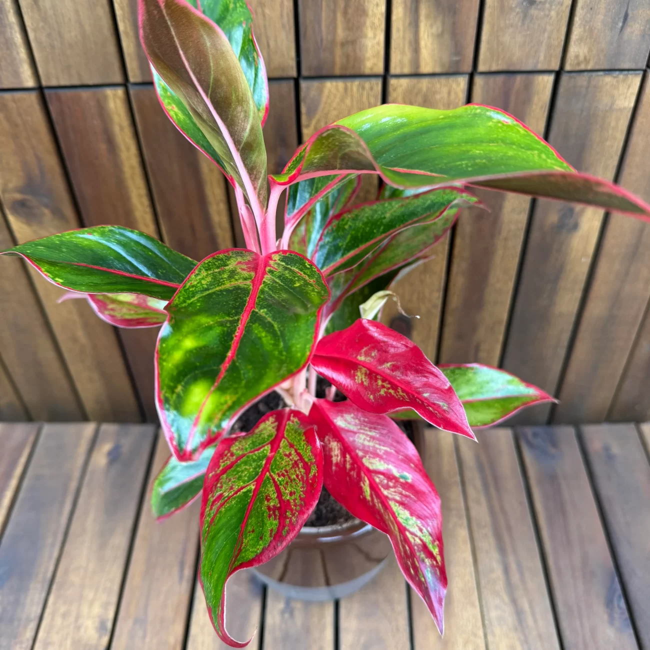Aglaonema Creta