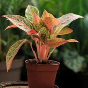 Aglaonema 'Prestige'