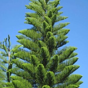 Araucaria heterophylla