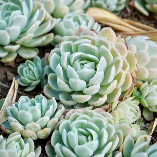 Echeveria Sacculant