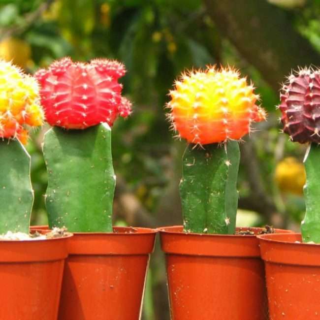 Grafted Cactus