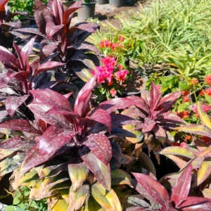 FRUTICOSA CORDYLINE