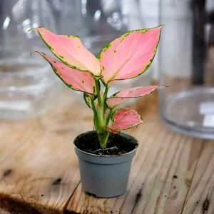 Aglaonema genus, "Pink"