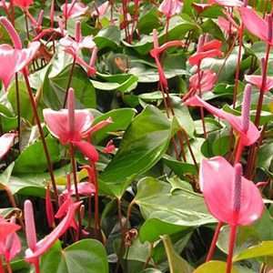Anthurium andraeanum