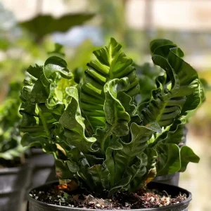 Asplenium nidus
