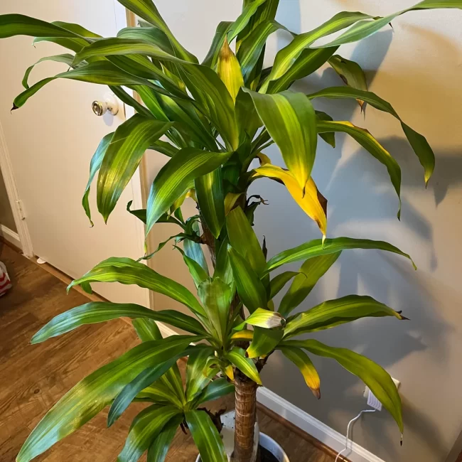 Corn Plant Dracaena