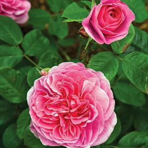 english-rose