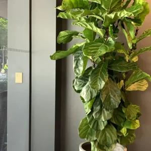 fiddle-leaf-fig