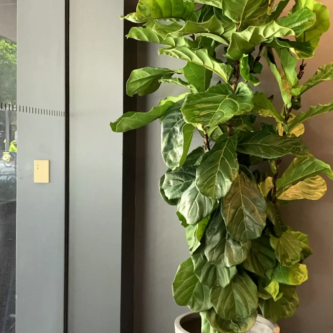 Fiddle Leaf Fig