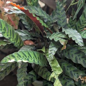 rattle-snake-calathea