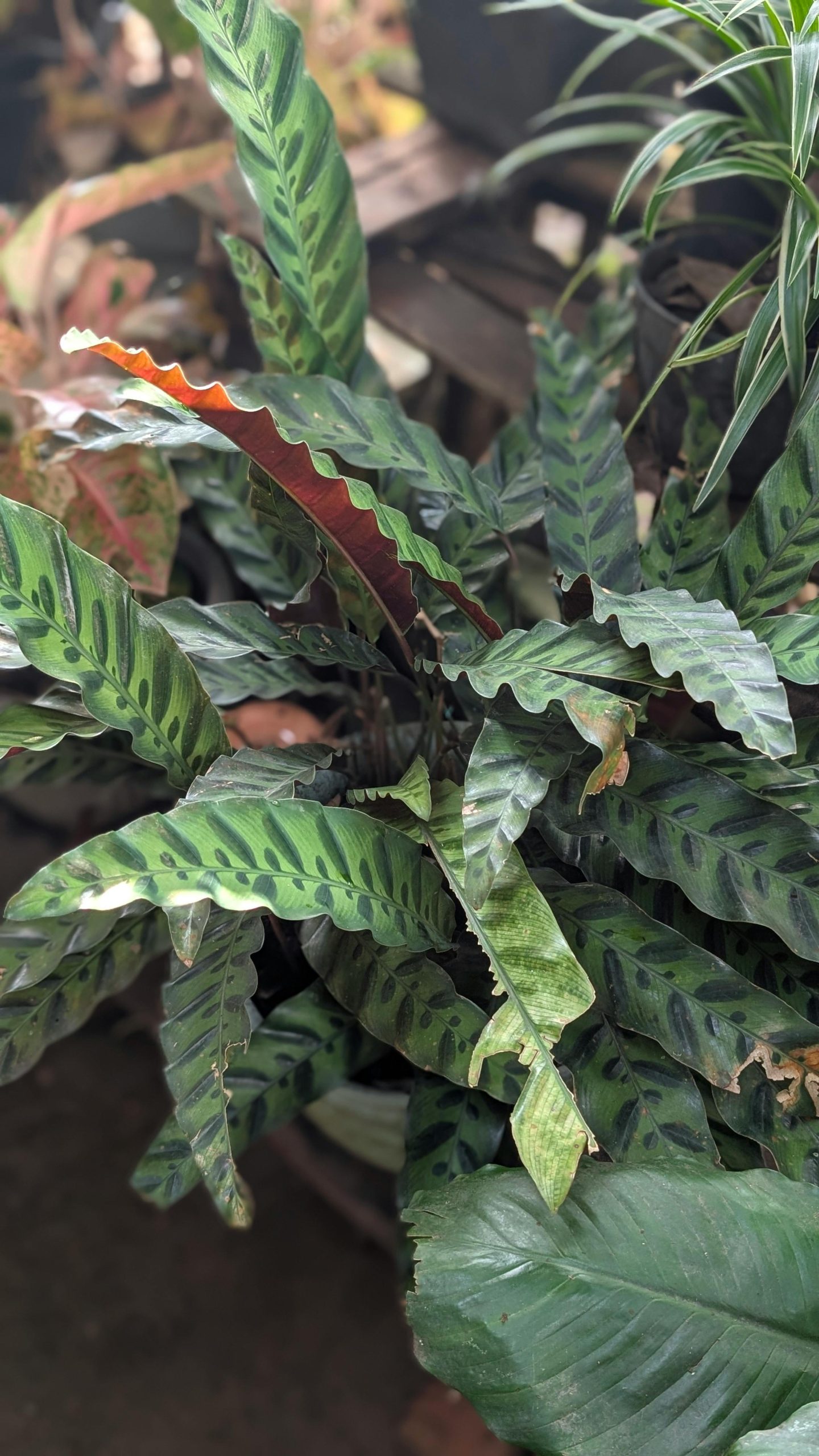 Rattle Snake Calathea