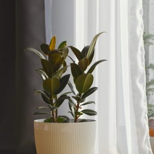 rubber-plant-melany