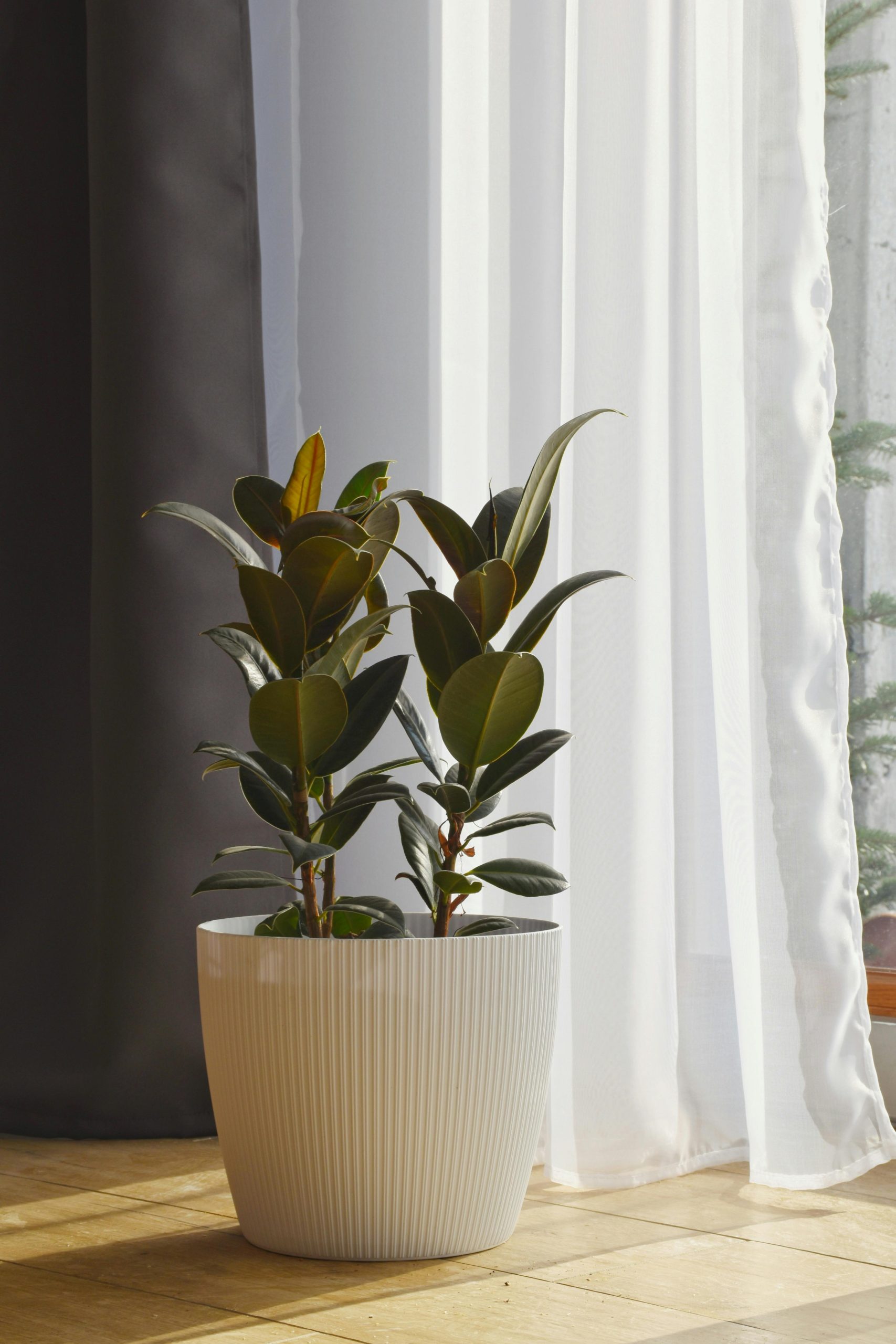 Rubber Plant Melany