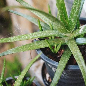 ALOE VERA PLANTS