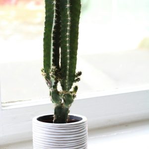 totem-pole-cactus