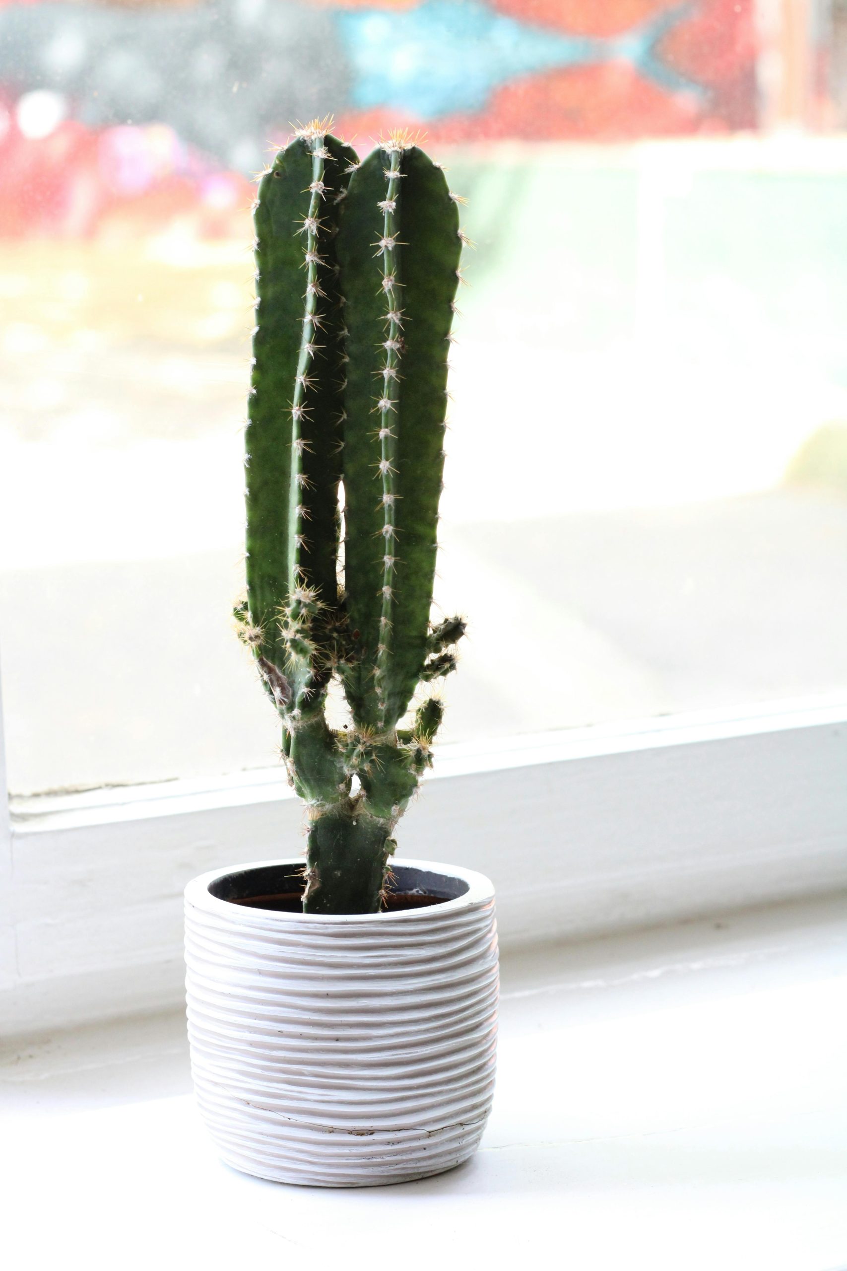 Totem Pole Cactus