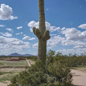 saguaro-cactus