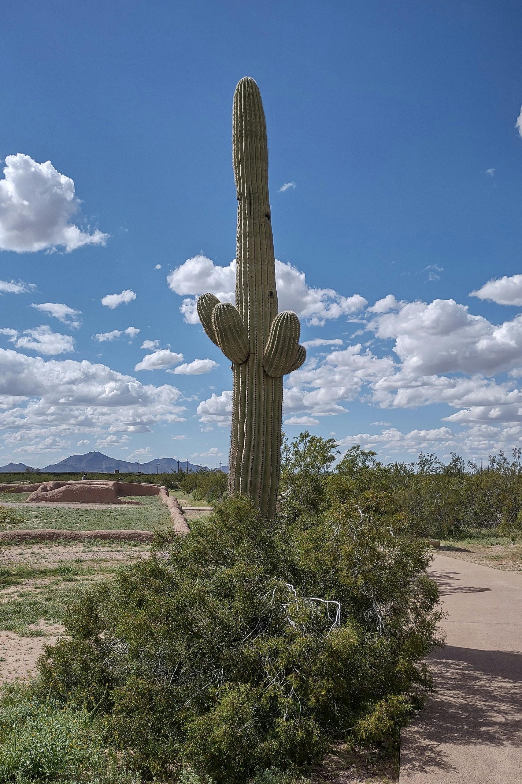 Saguaro Cactus