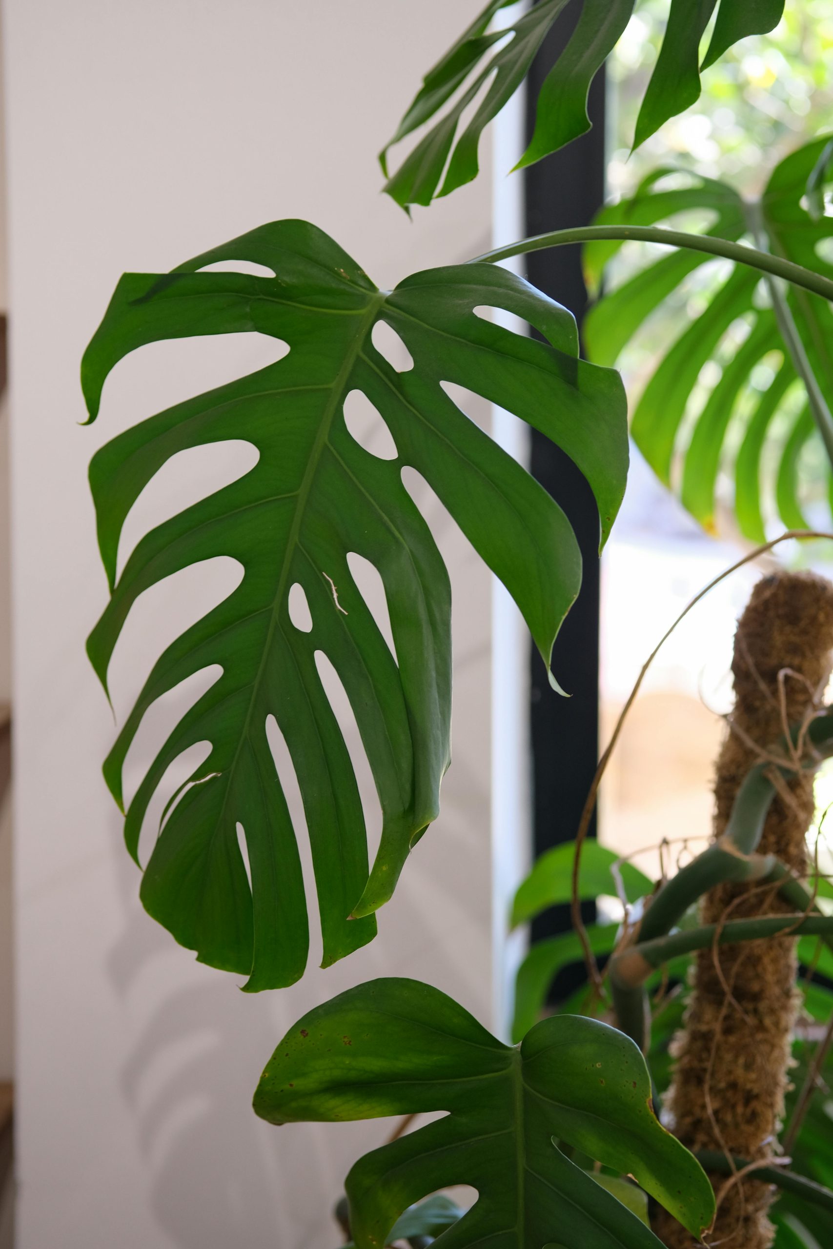 Swiss Cheese Plant