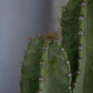 peruvian-apple-cactus