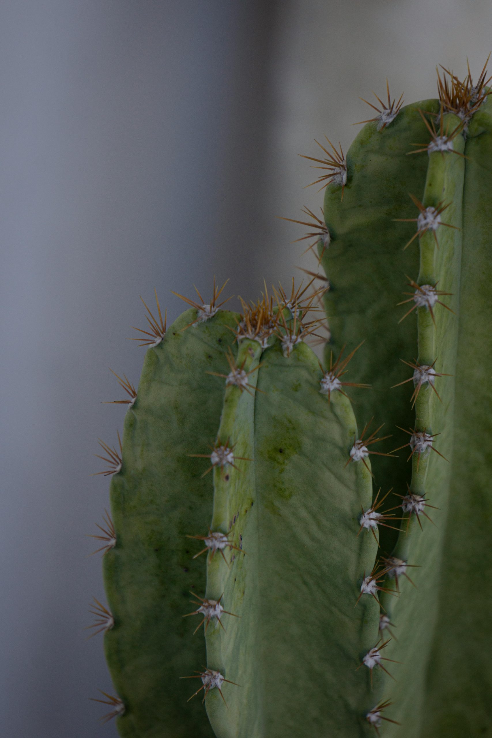 Peruvian Apple Cactus