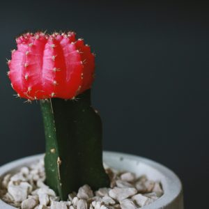 ruby-ball-cactus