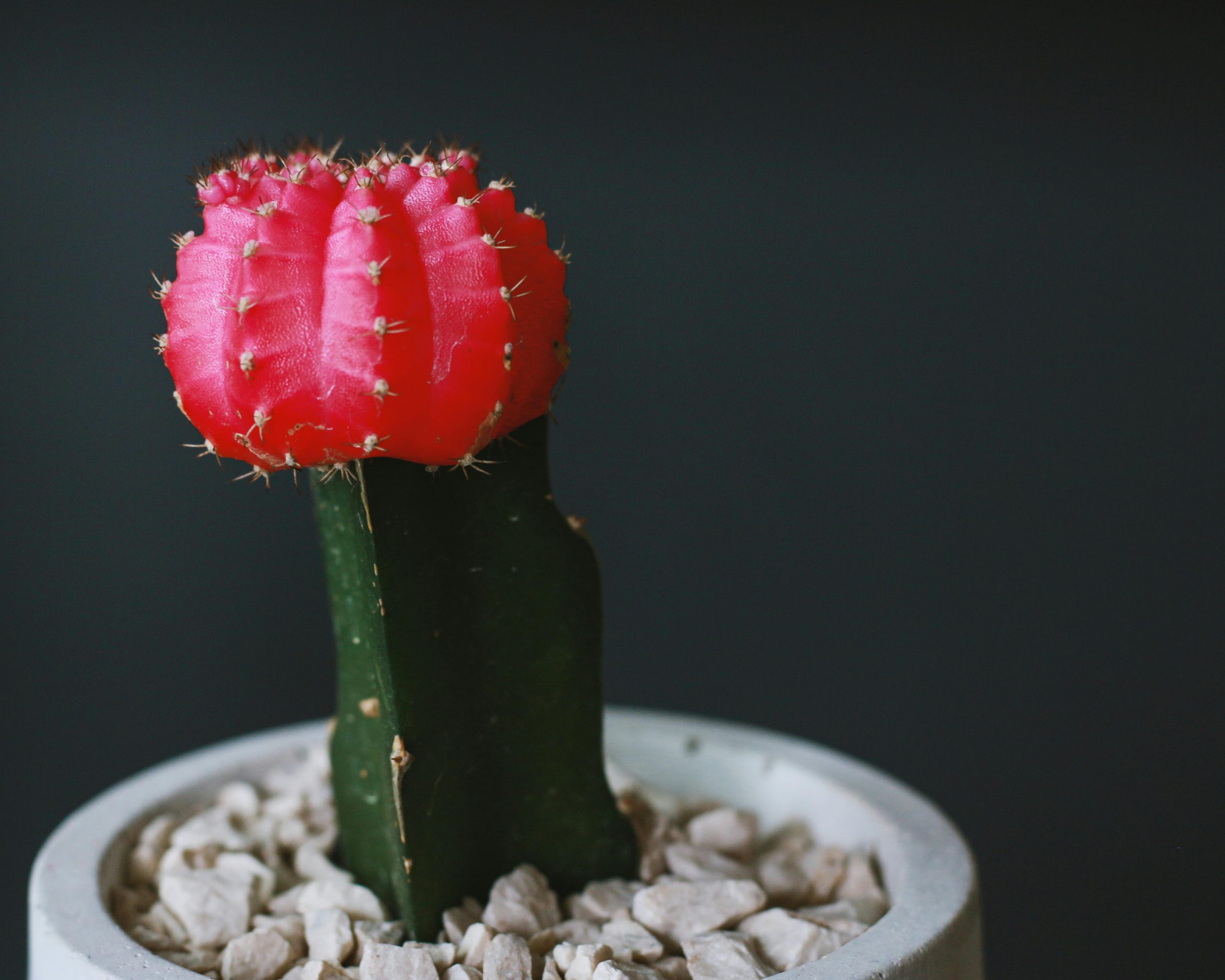 Ruby Ball Cactus