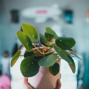 money-plant