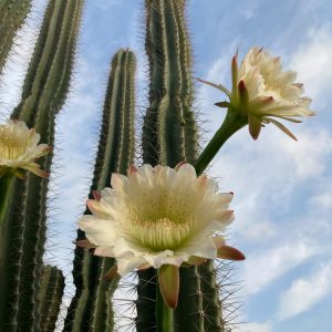 silver-torch-cactus