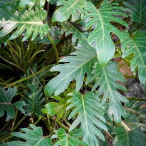 philodendron-xanadu