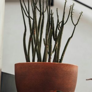pencil-cactus