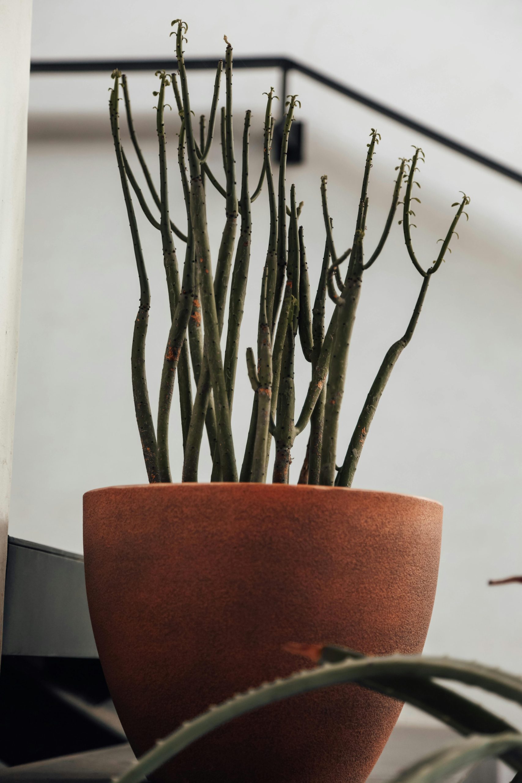 Pencil Cactus