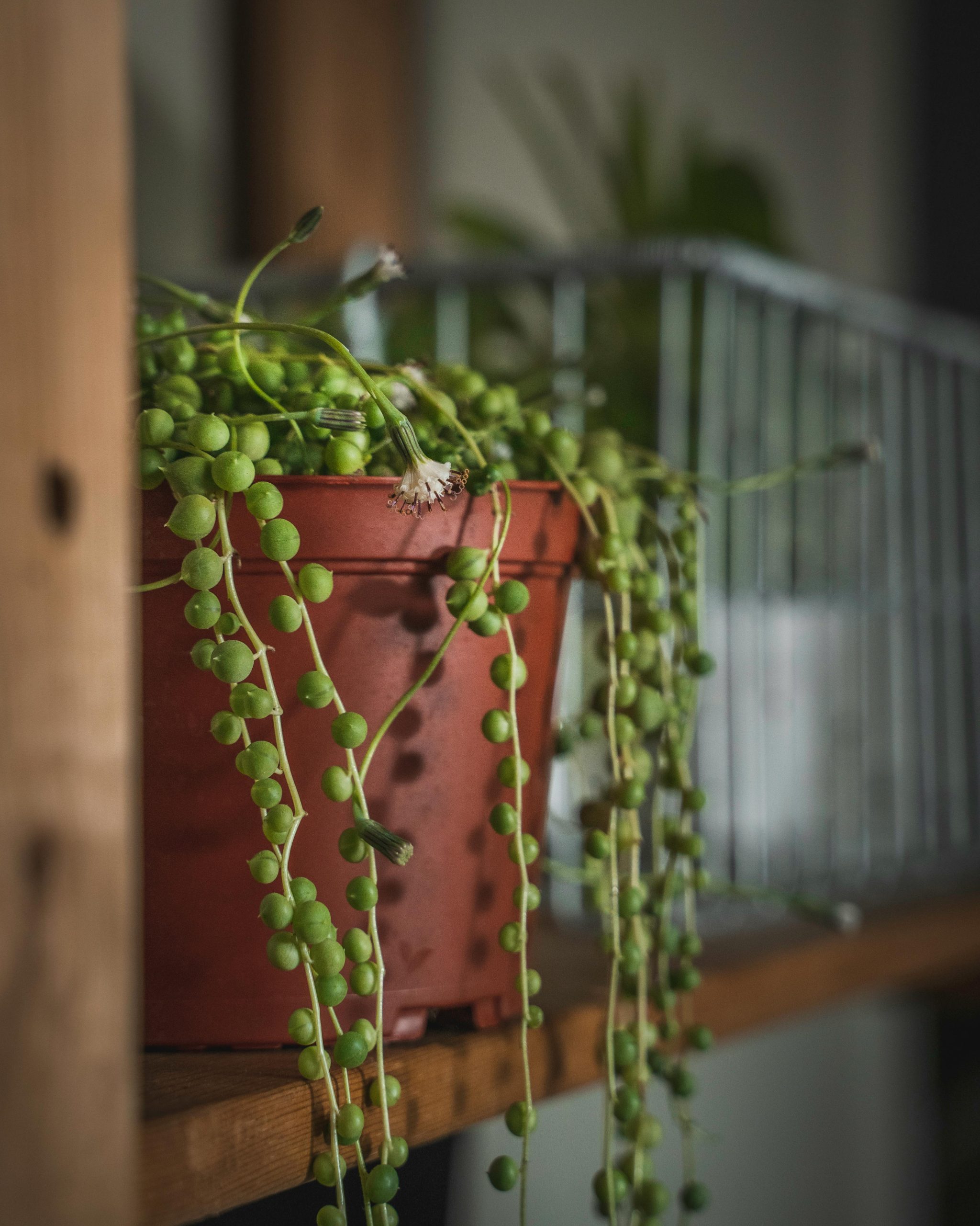 String of Pearls Plant