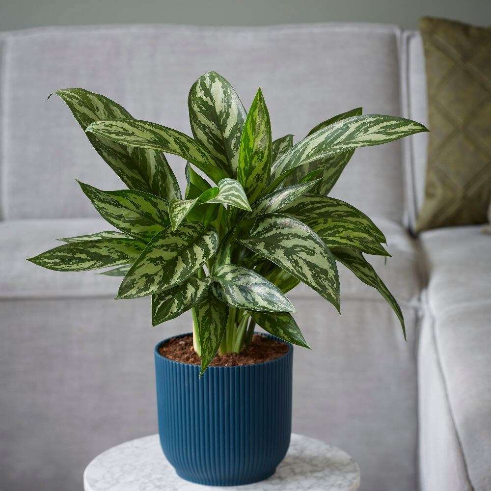 Aglaonema 'Tigress'