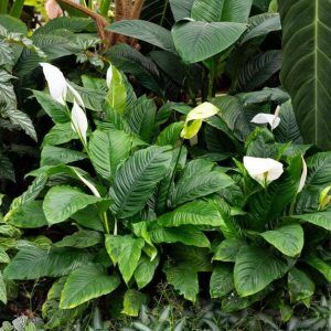 Peace Lilly