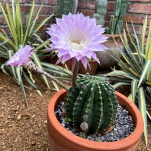 easter-lily-cactus