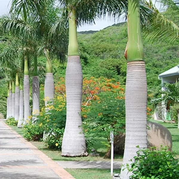 Royal Palm