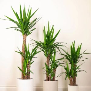 yucca-palm-2