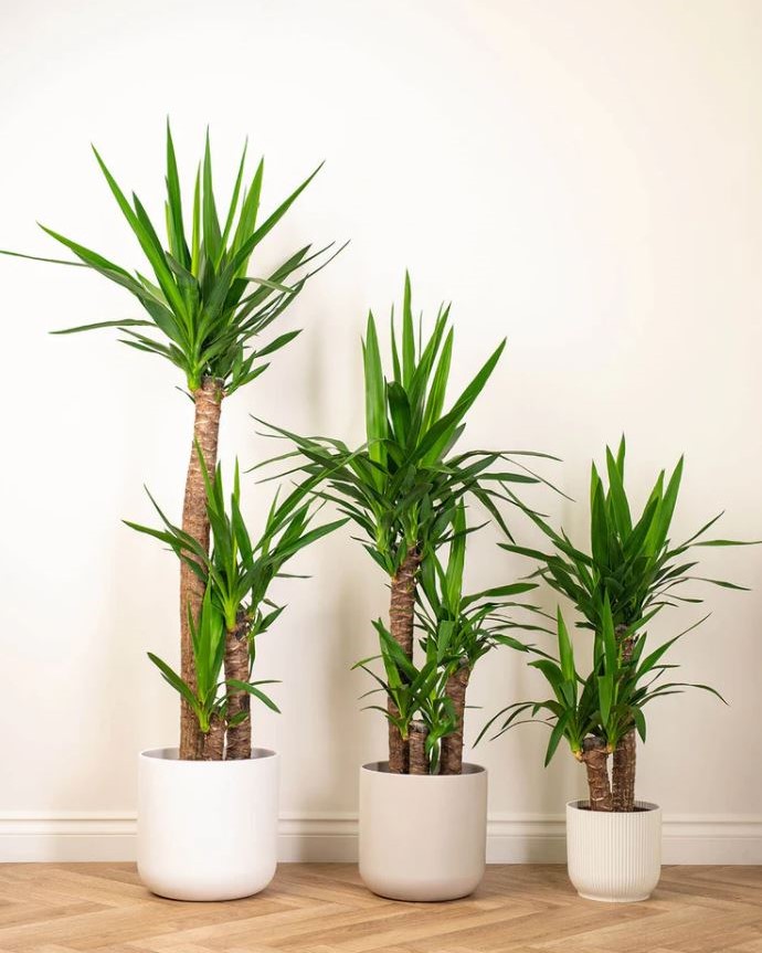 Yucca Palm