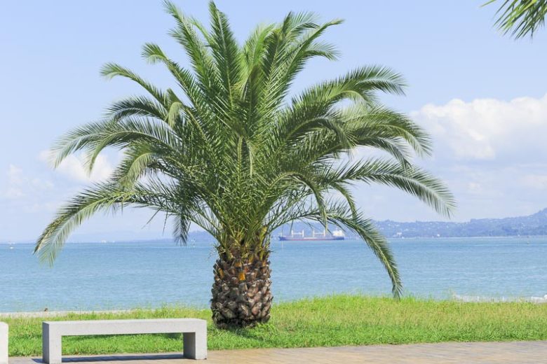 Phoenix Canariensis Palm