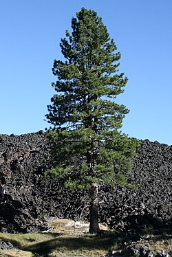 Pine Trees