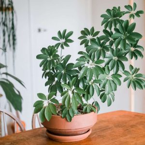 scheflera