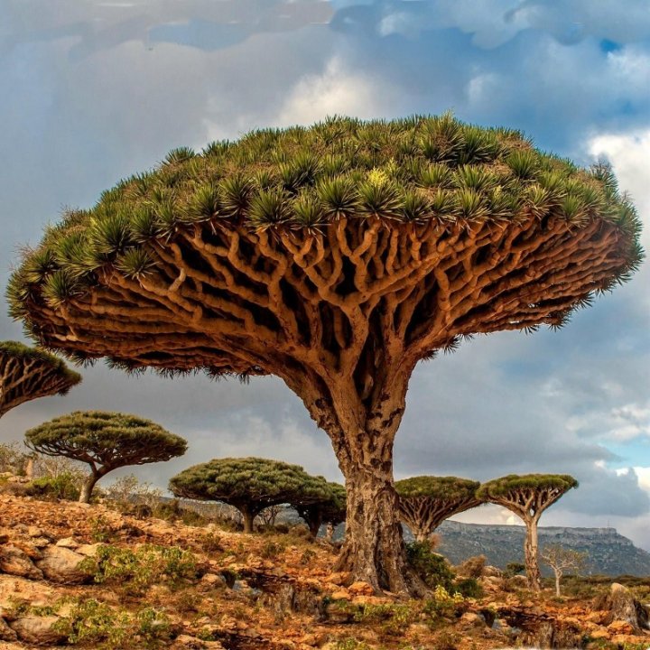Dracaena Draco
