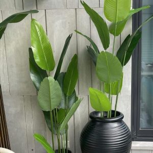 Banana Palm