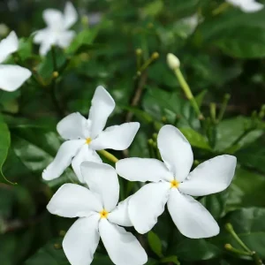 pinwheel-flower