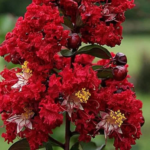 Lagerstoemia