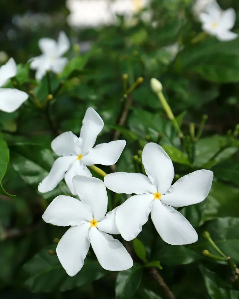 Pinwheel Flower