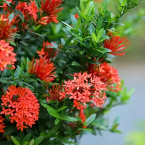 Ixora